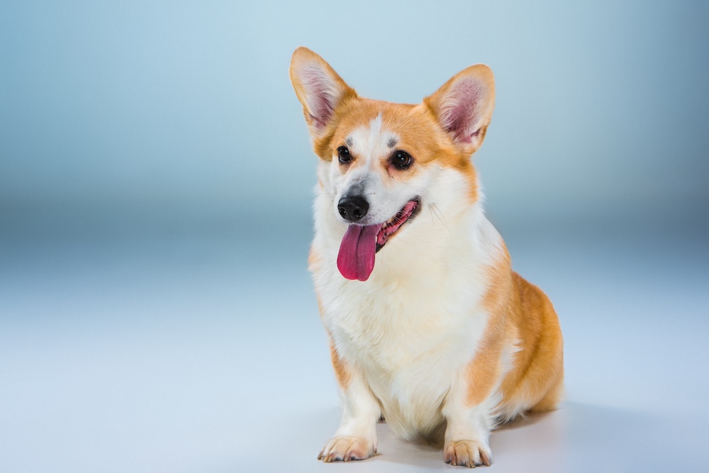 Amazon’s New AI Tech Shopping Buddy: Rufus