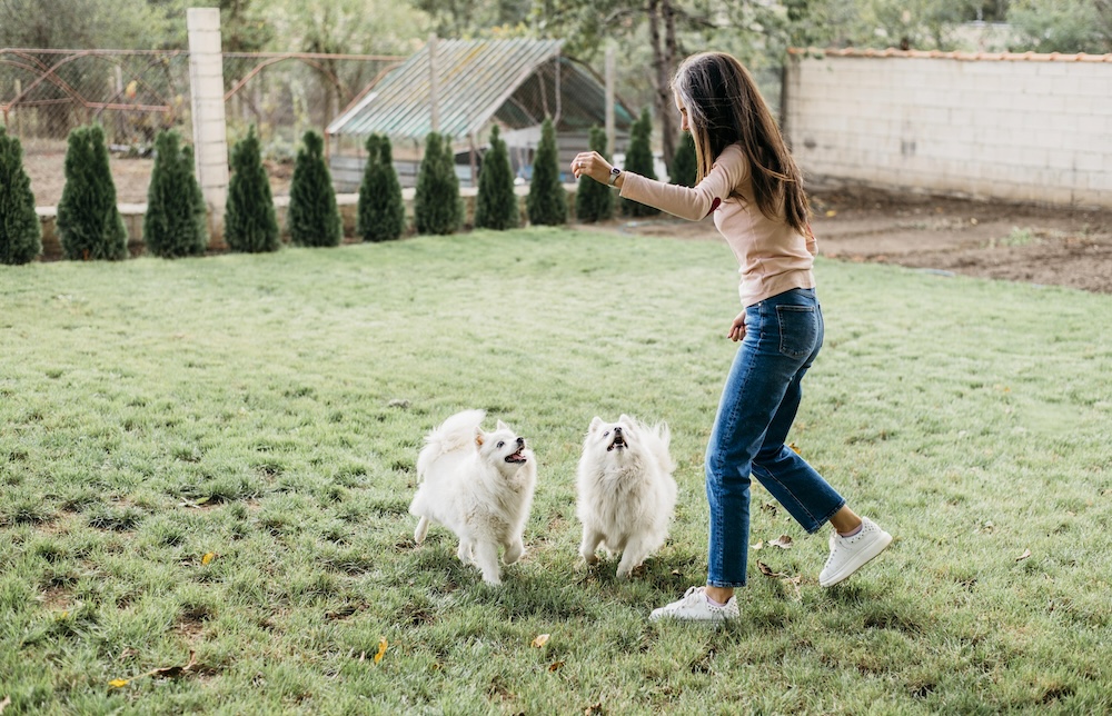 unlock-your-pups-personality-with-ai-tech